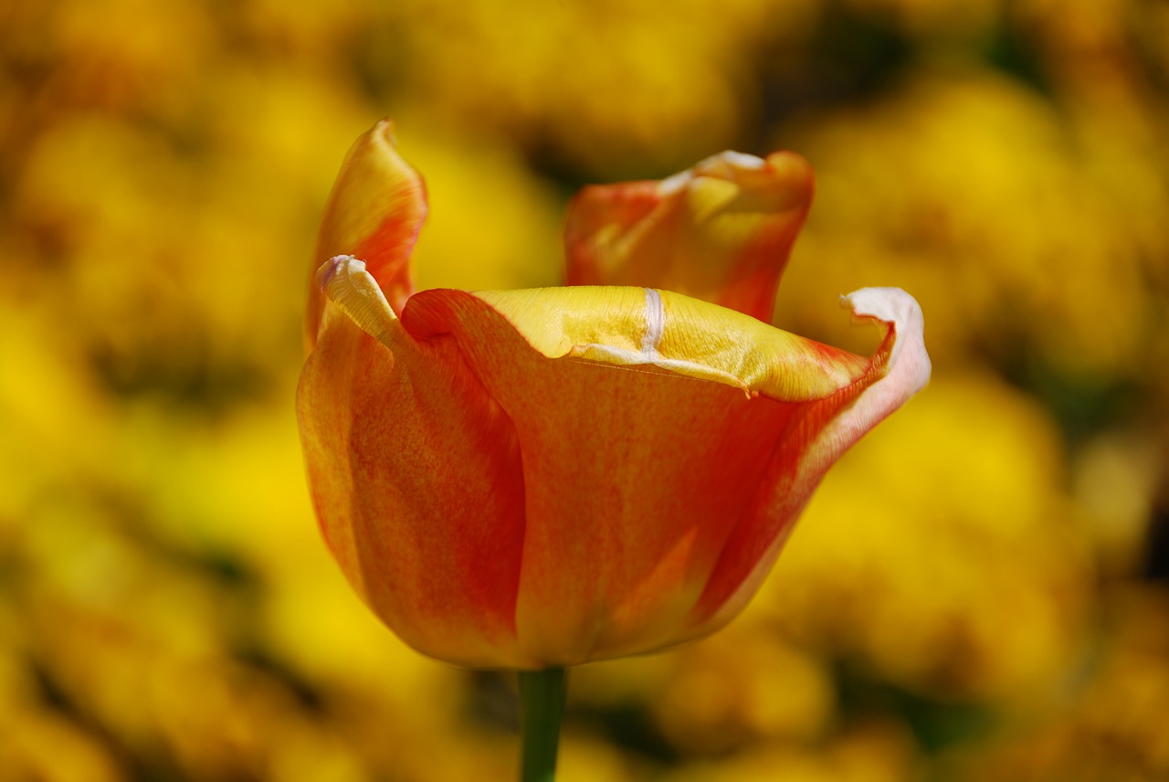 Image - tulip flower yellow spring petals