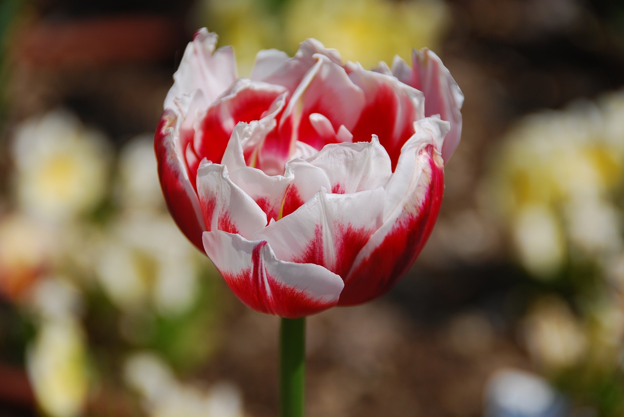 Image - tulip flower yellow spring petals
