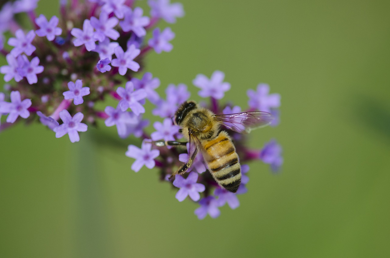 Image - macro insect bee purple