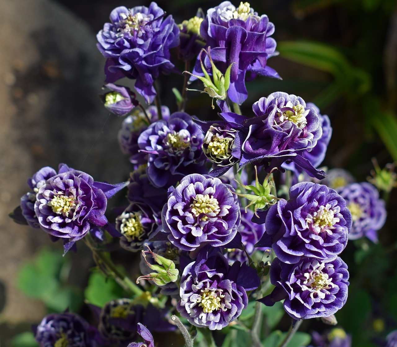 Image - columbine full bloom double flower