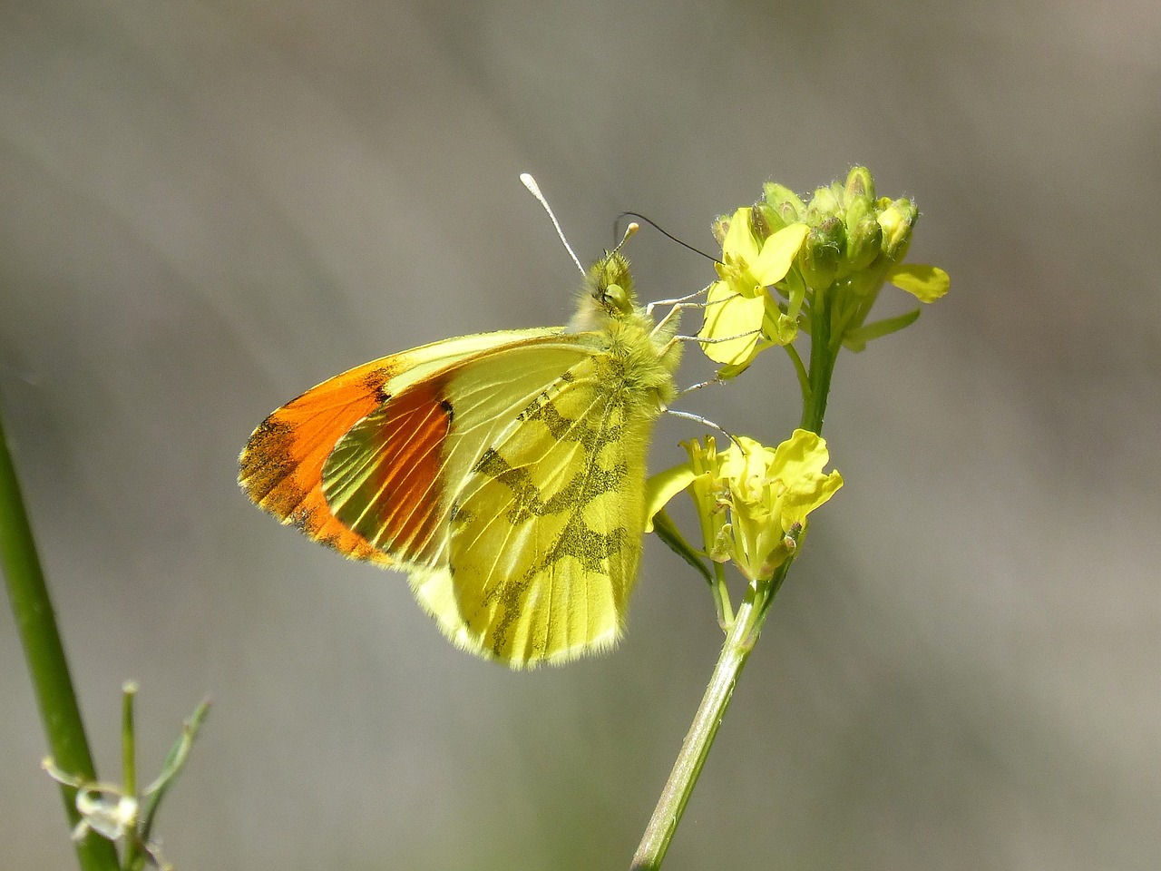 Image - yellow butterfly aurora yellow