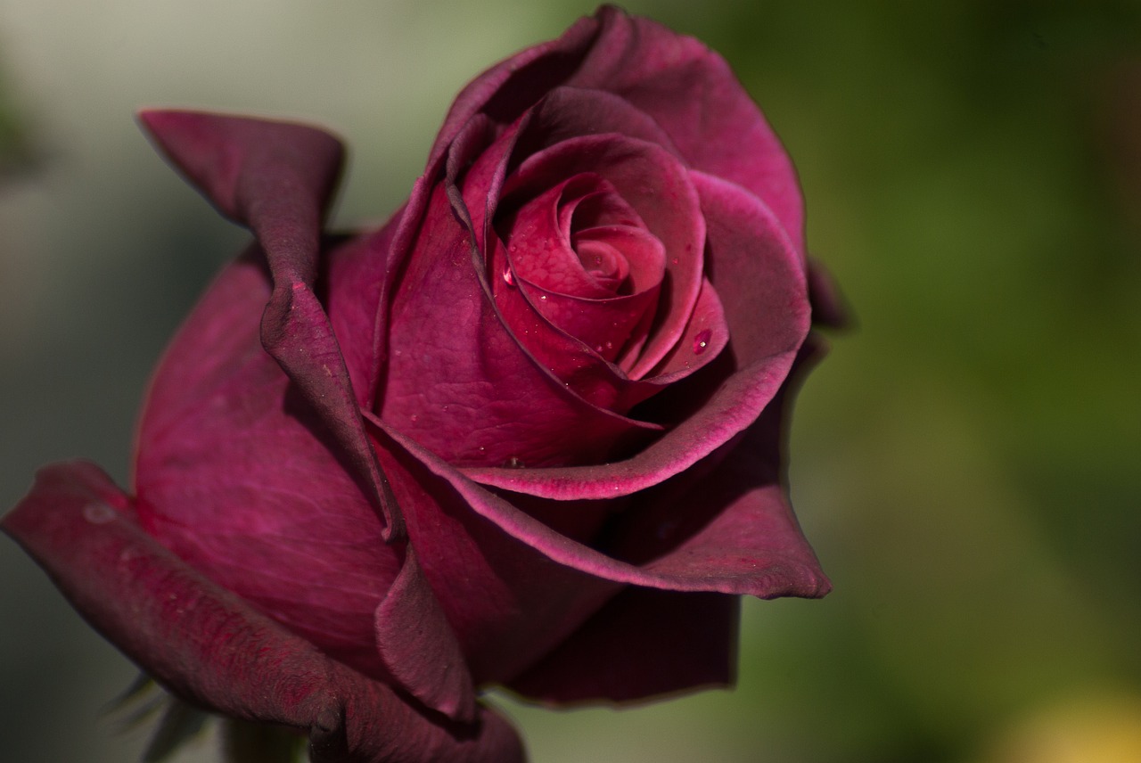 Image - flower pink petals hatching