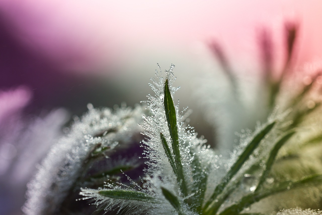 Image - leaves pasqueflower dewdrop drip