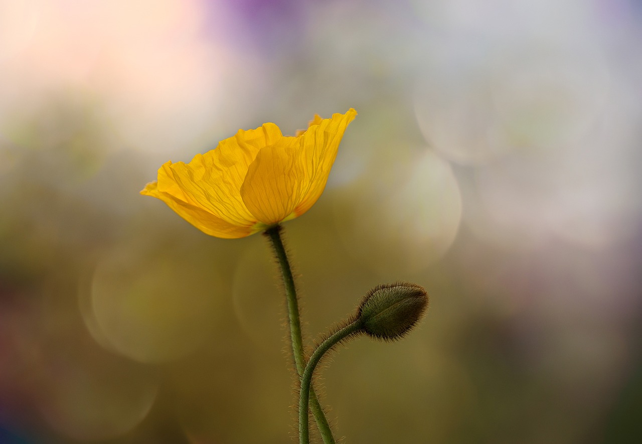 Image - poppy iceland poppy mohngewaechs