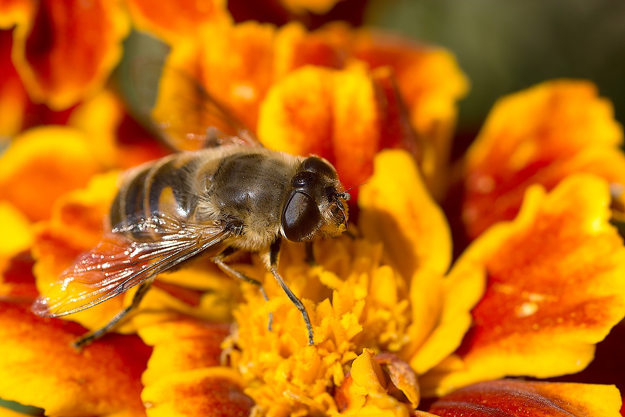 Image - marigold flower mist bee insect