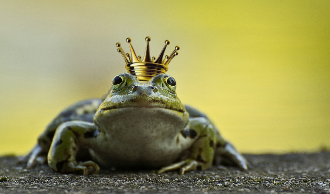 Image - frog frog prince crown pond