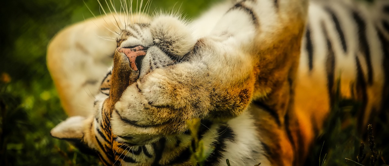 Image - tiger animal wildlife macro