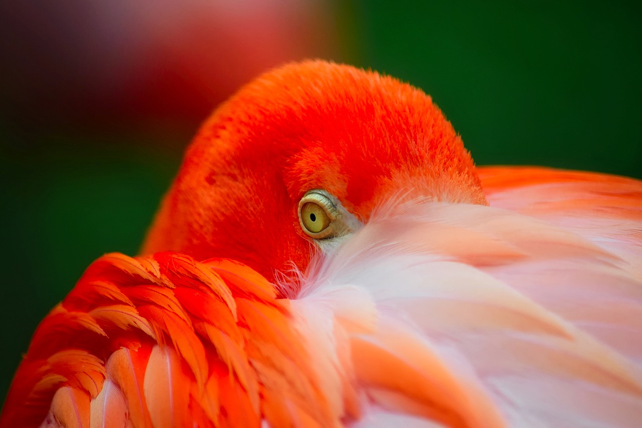 Image - flamingo bird wildlife colorful