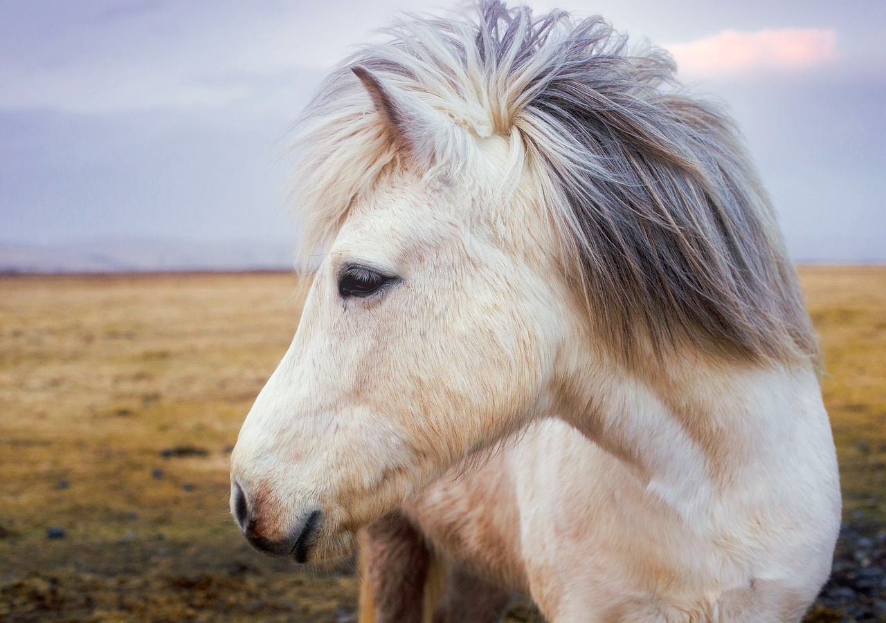 Image - pony horse iceland animal cute