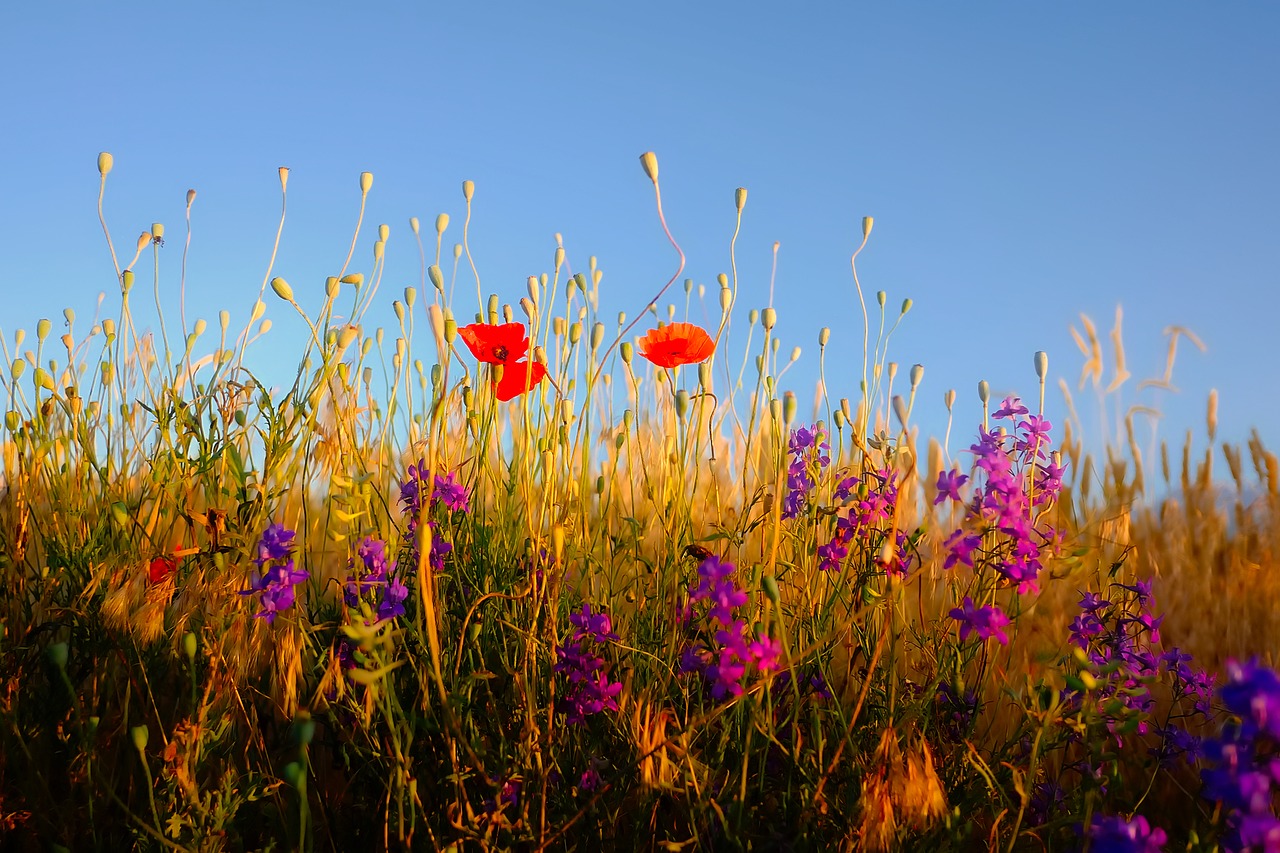 Image - flowers plants wildflowers spring