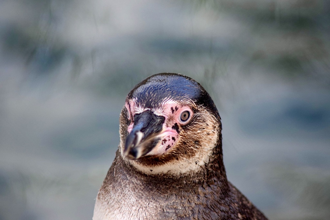 Image - humboldt penguin head penguin