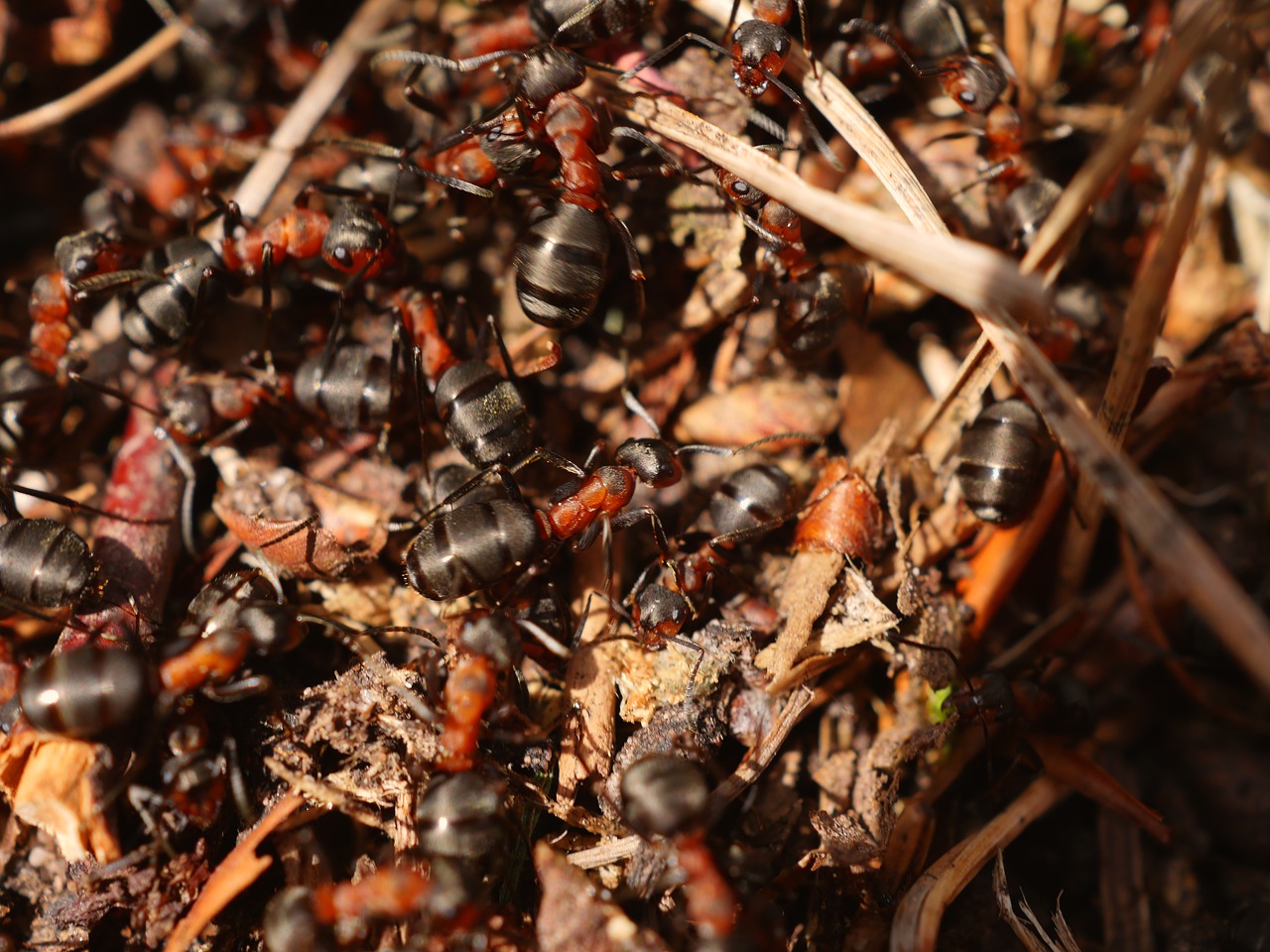 Image - ant red wood ant anthill crawl