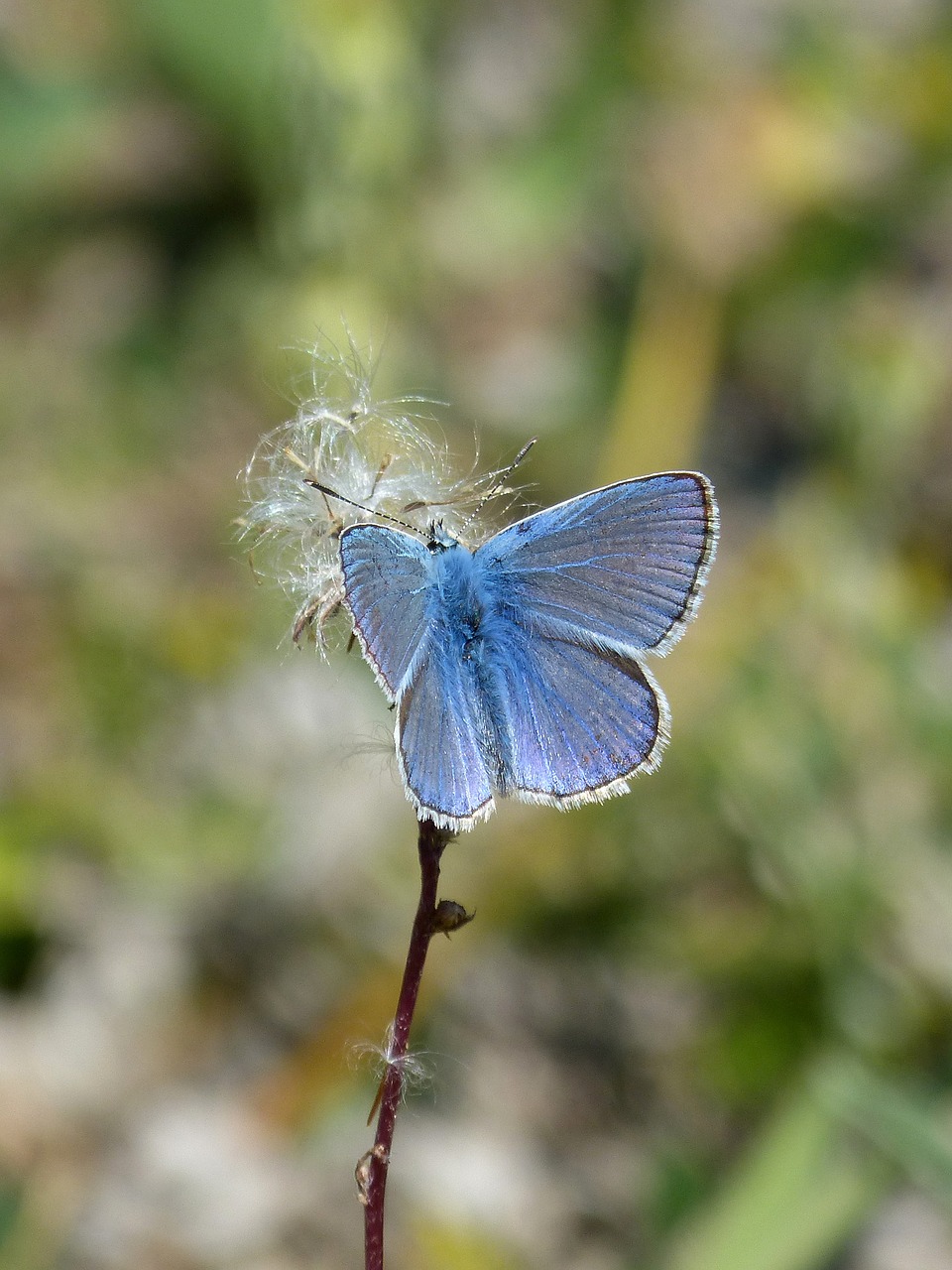Image - blue butterfly