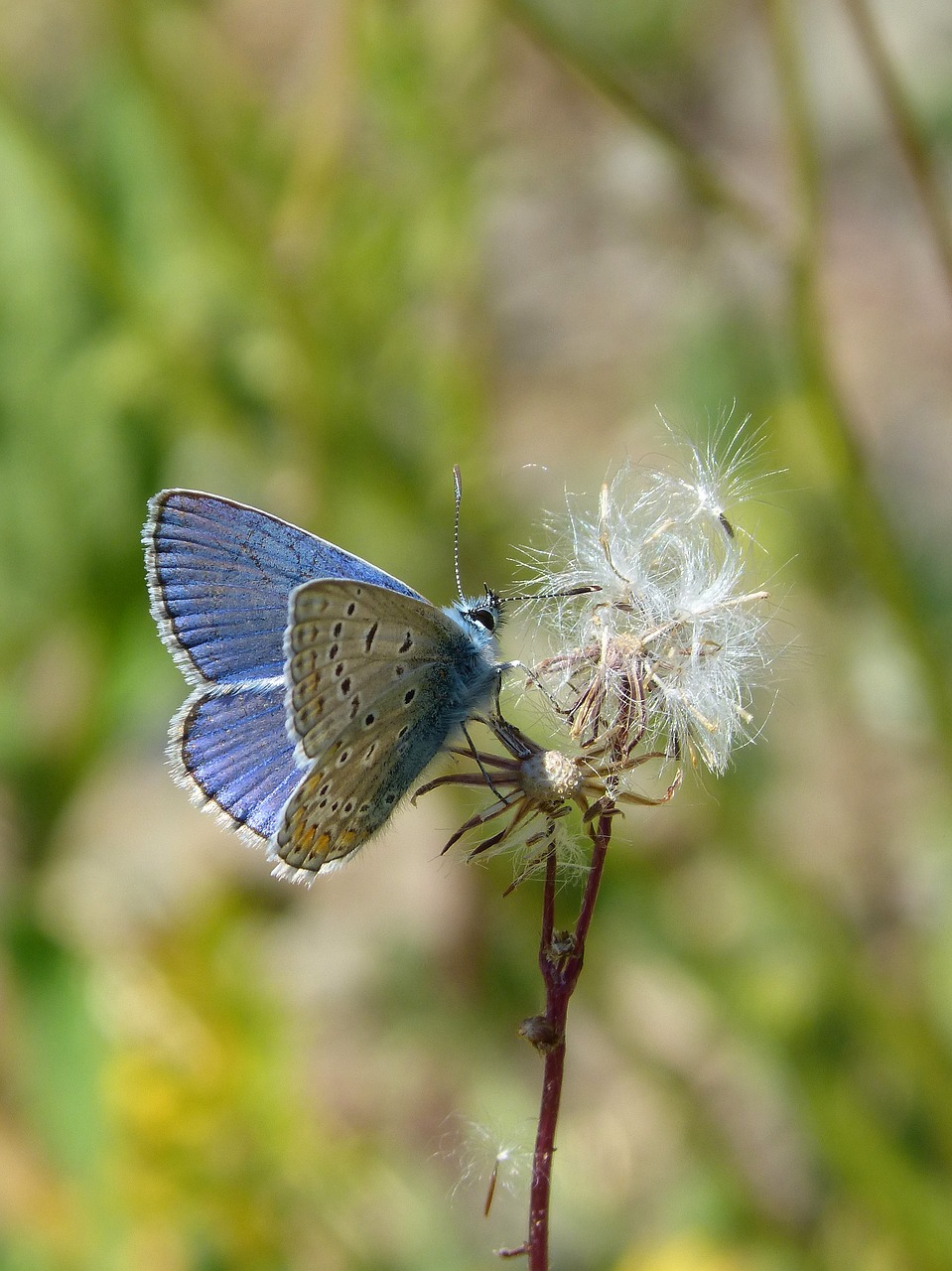 Image - blue butterfly