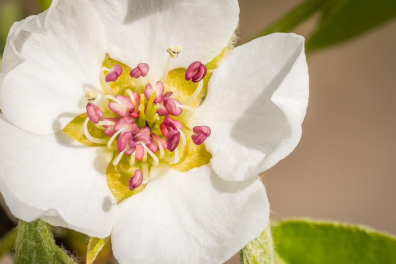 Image - pear blossom blossom bloom spring