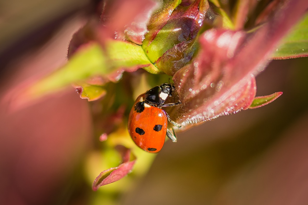 Image - ladybug macro nature insect beetle