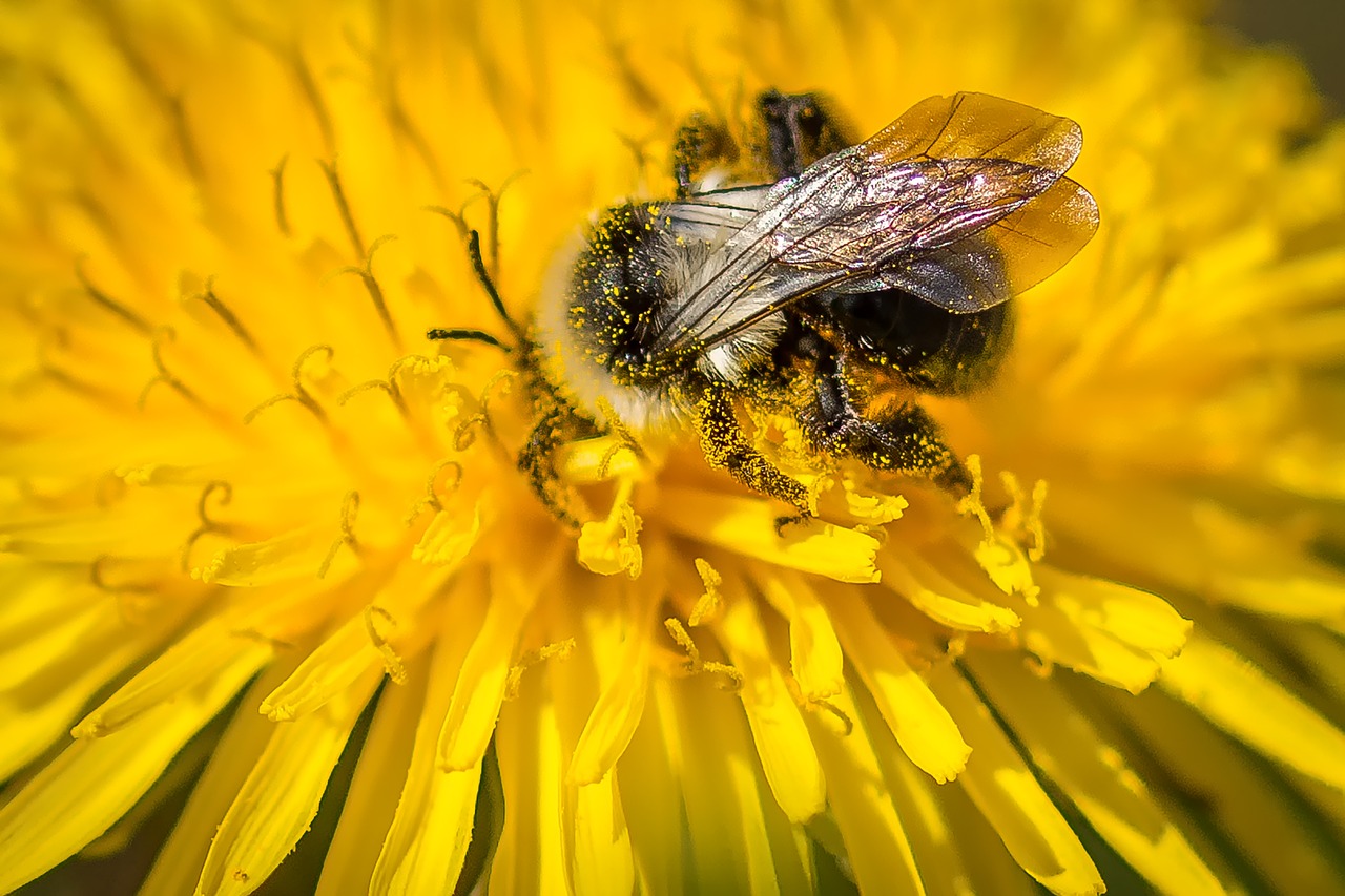 Image - hummel dandelion flower yellow