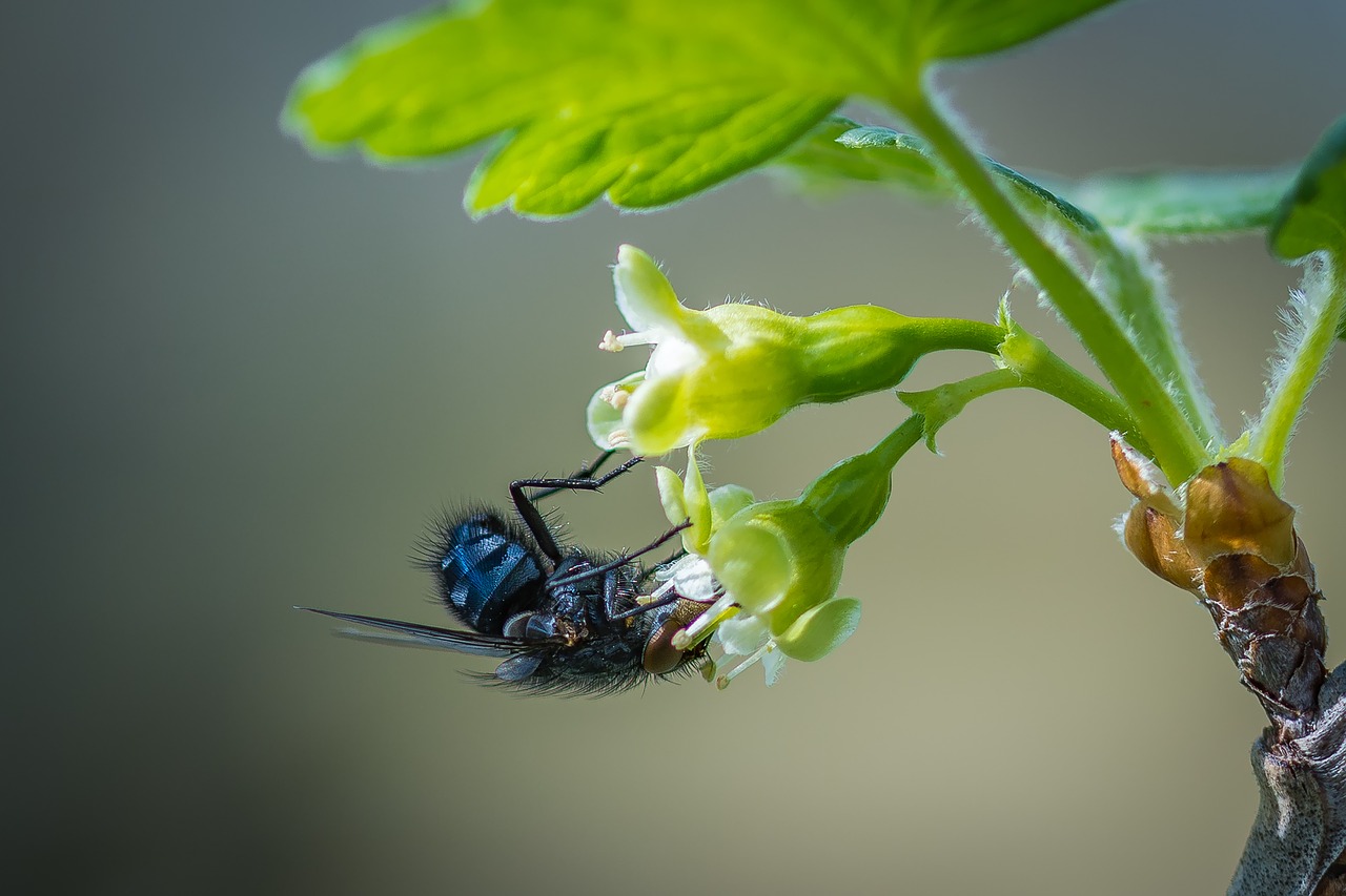 Image - fly blossom bloom bluebottle