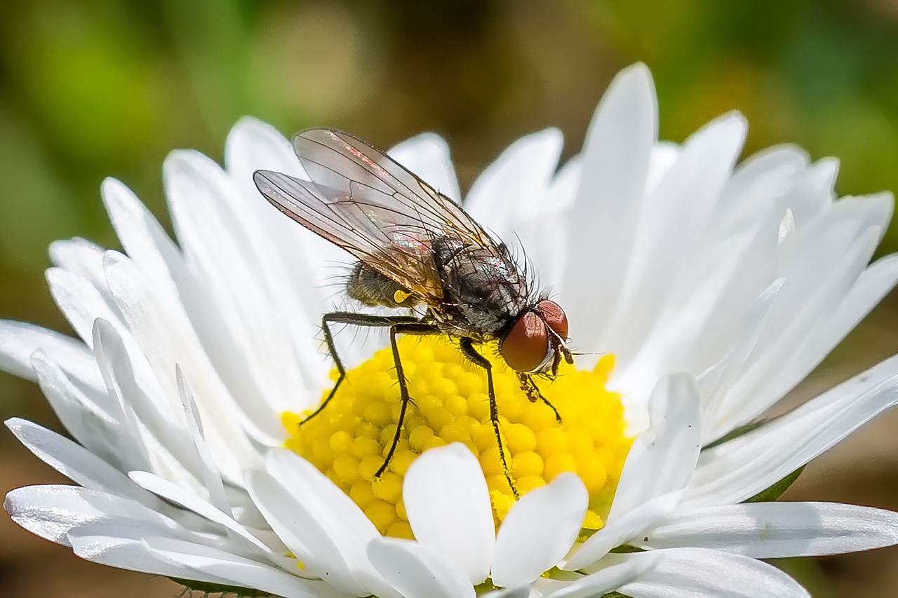 Image - flower fly fly daisy sprinkle