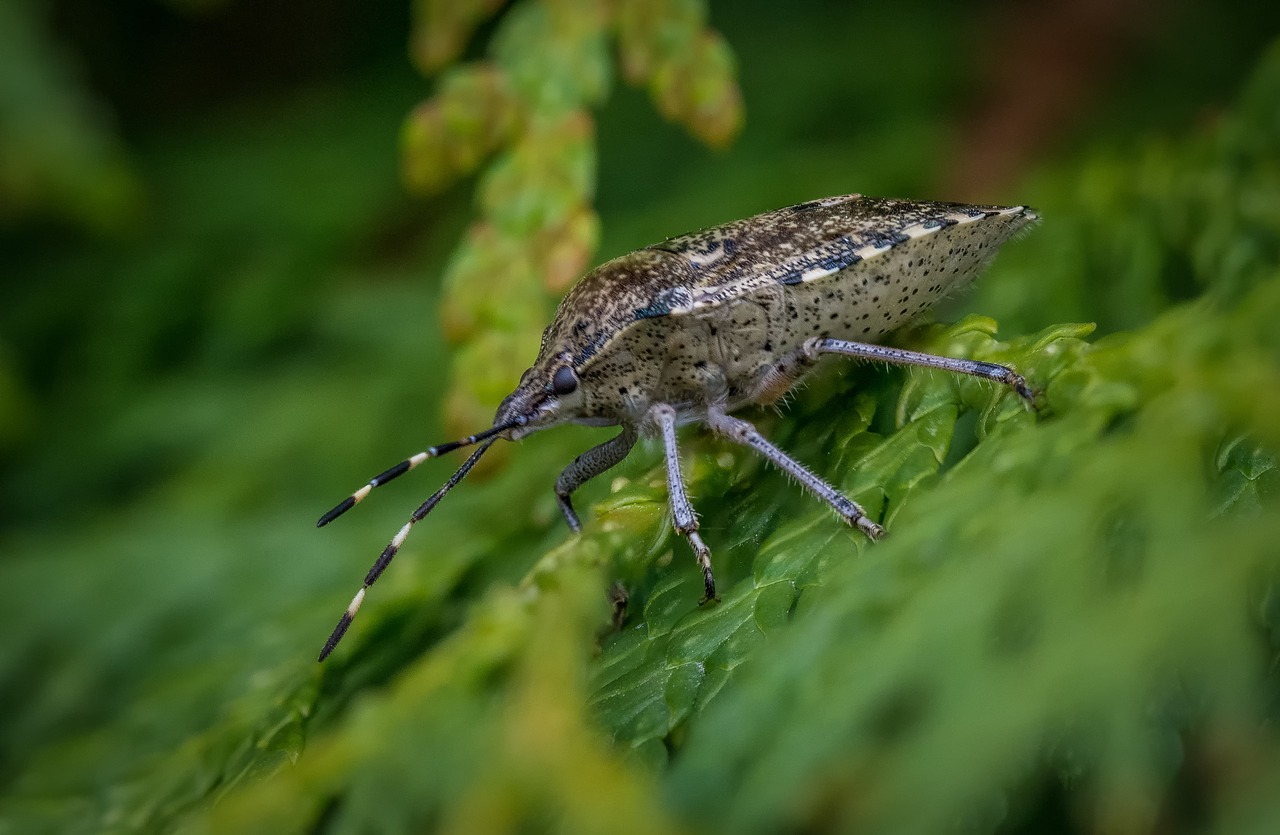 Image - bug grey garden bug beetle garden