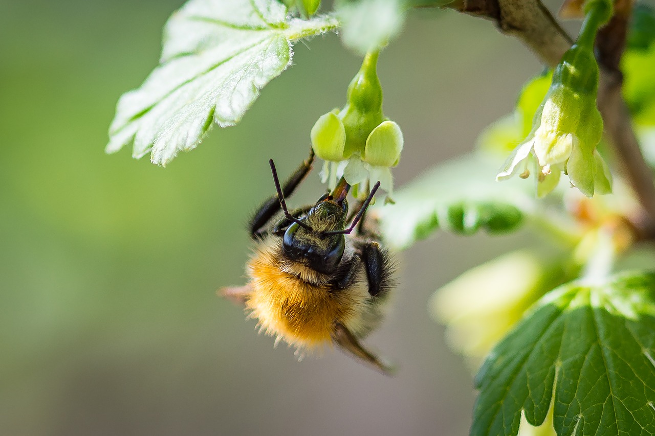 Image - hummel acker hummel blossom bloom