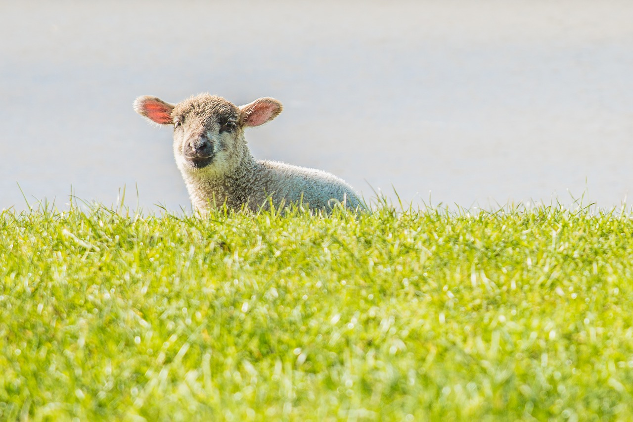 Image - lamb sheep dike east frisia