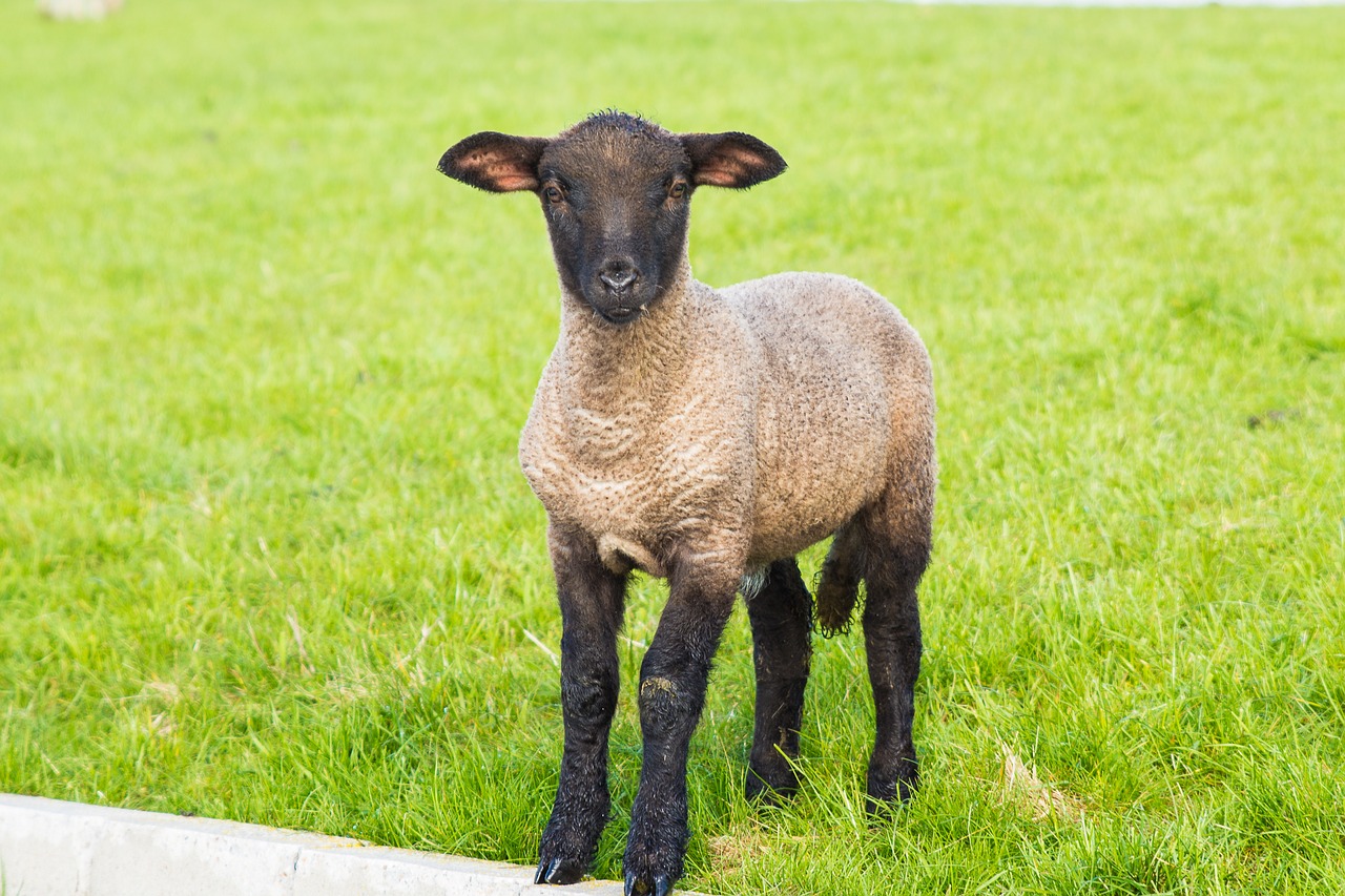 Image - lamb easter schäfchen animal