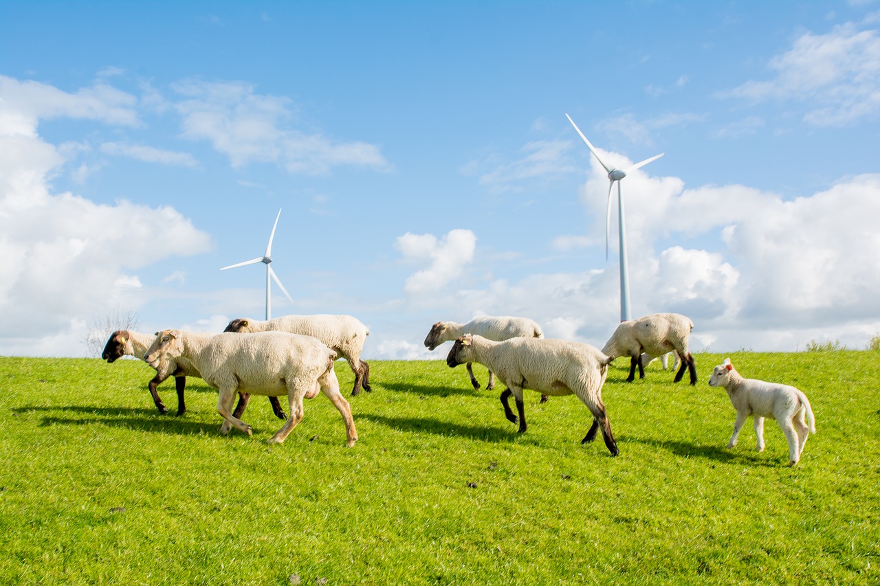 Image - sheep dike north sea dike sheep