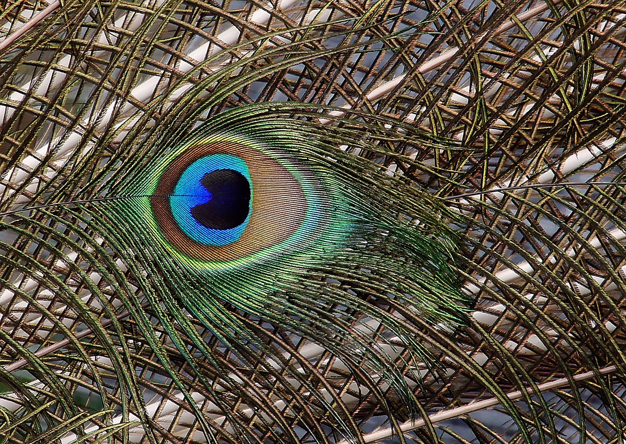 Image - peacock tail feathers close up