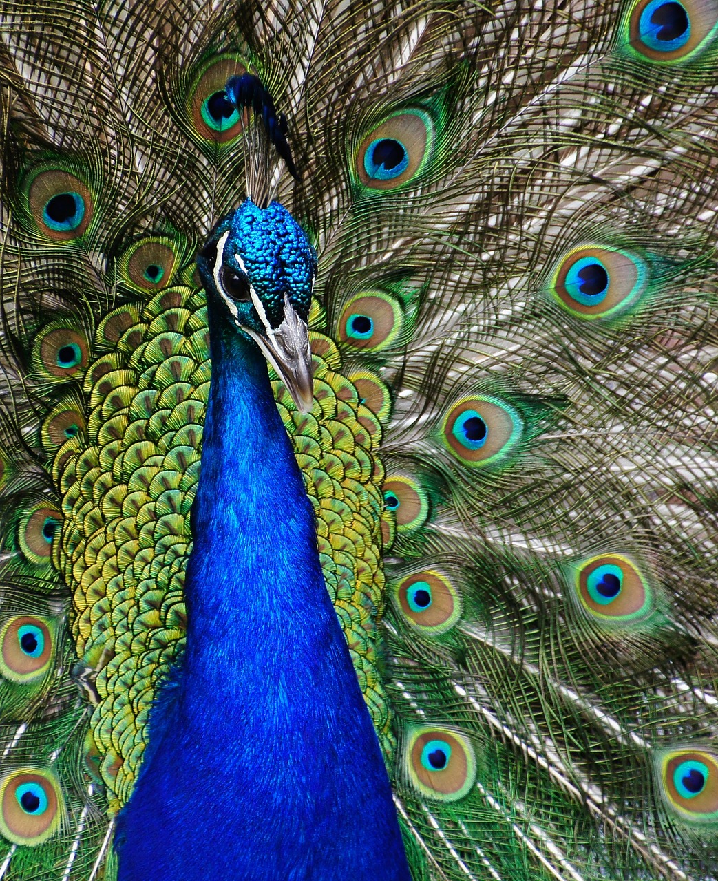 Image - peacock close up plumage bird head