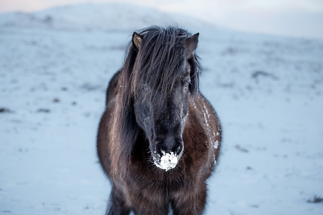 Image - icelandic horse portrait outdoors