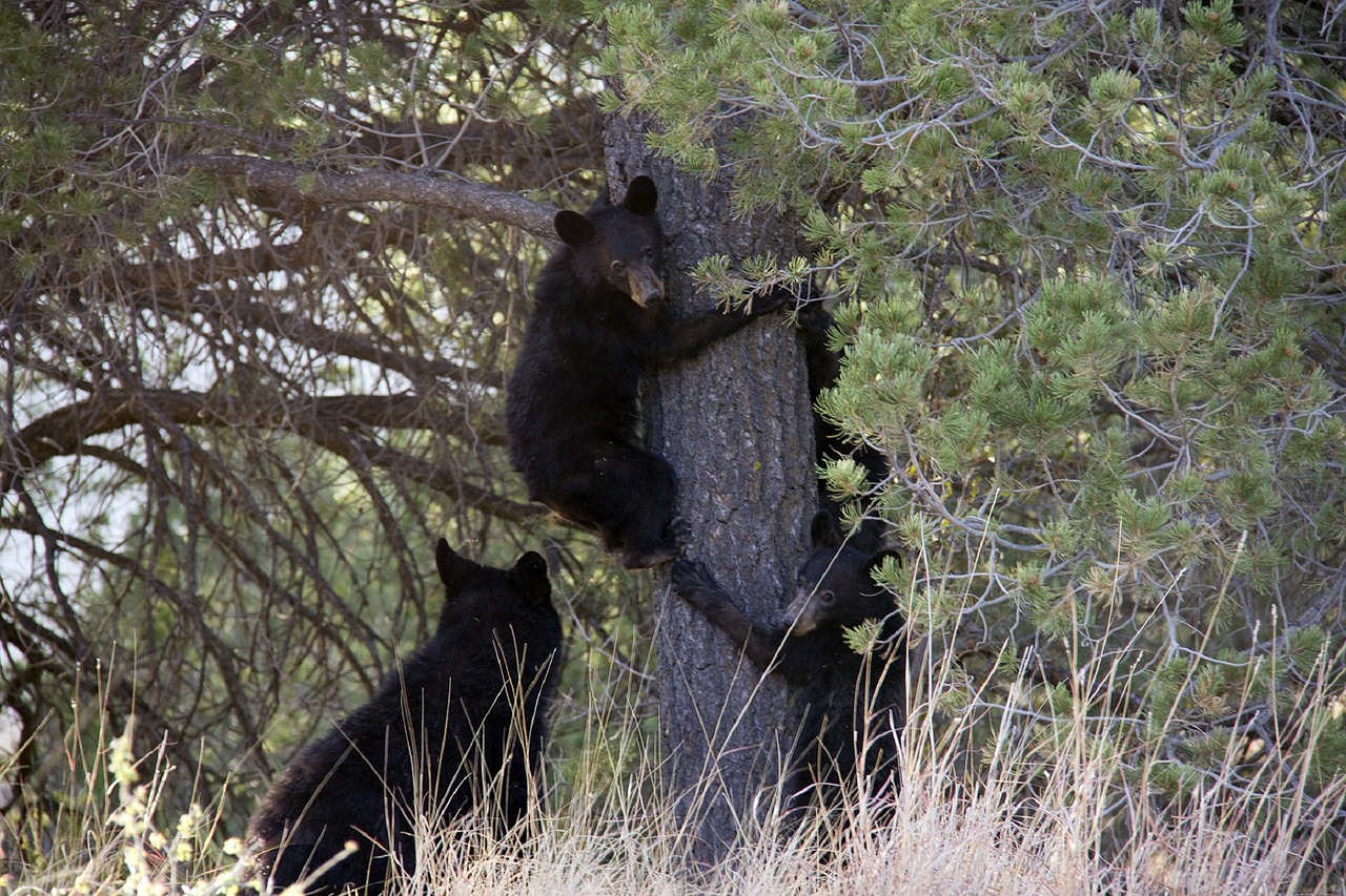 Image - black bears cubs playing outdoors