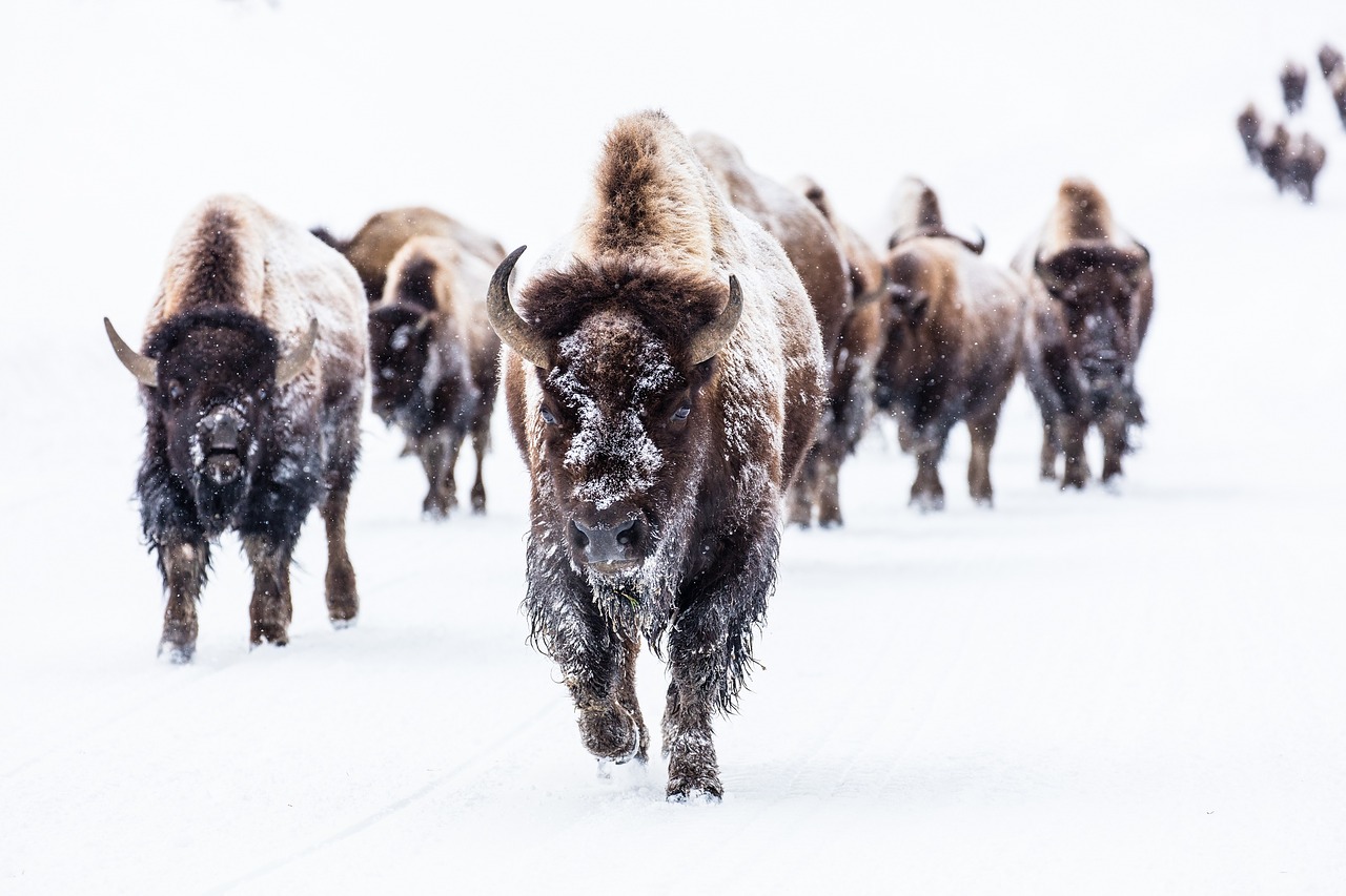 Image - bison buffalo group herd snow