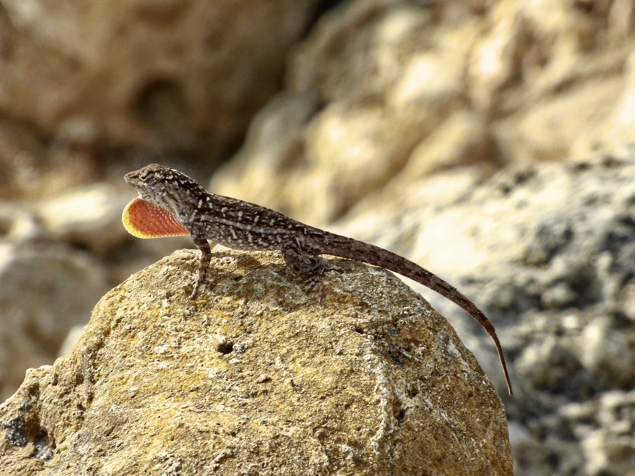 Image - brown anole lizard red orange