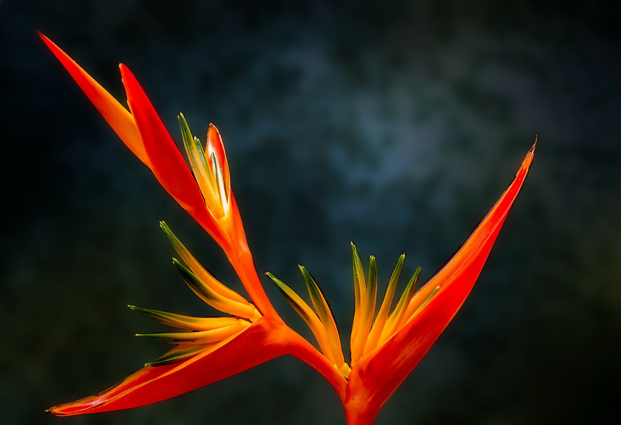 Image - bird of paradise flower