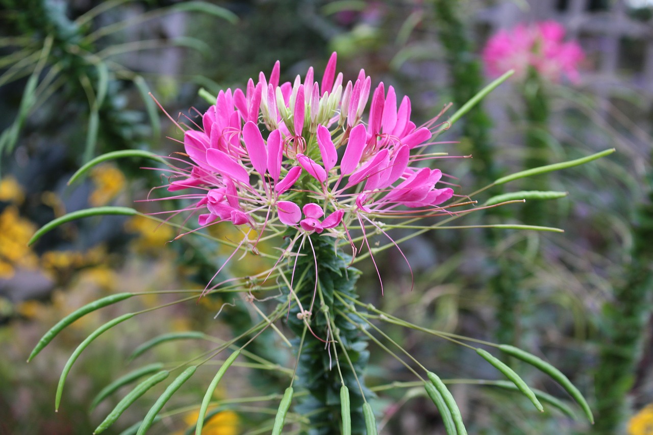 Image - flowers cleome pink perennials