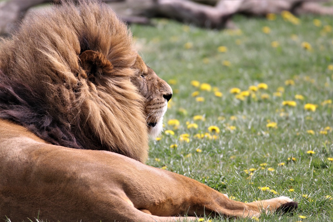 Image - lion big cat wildlife animal wild