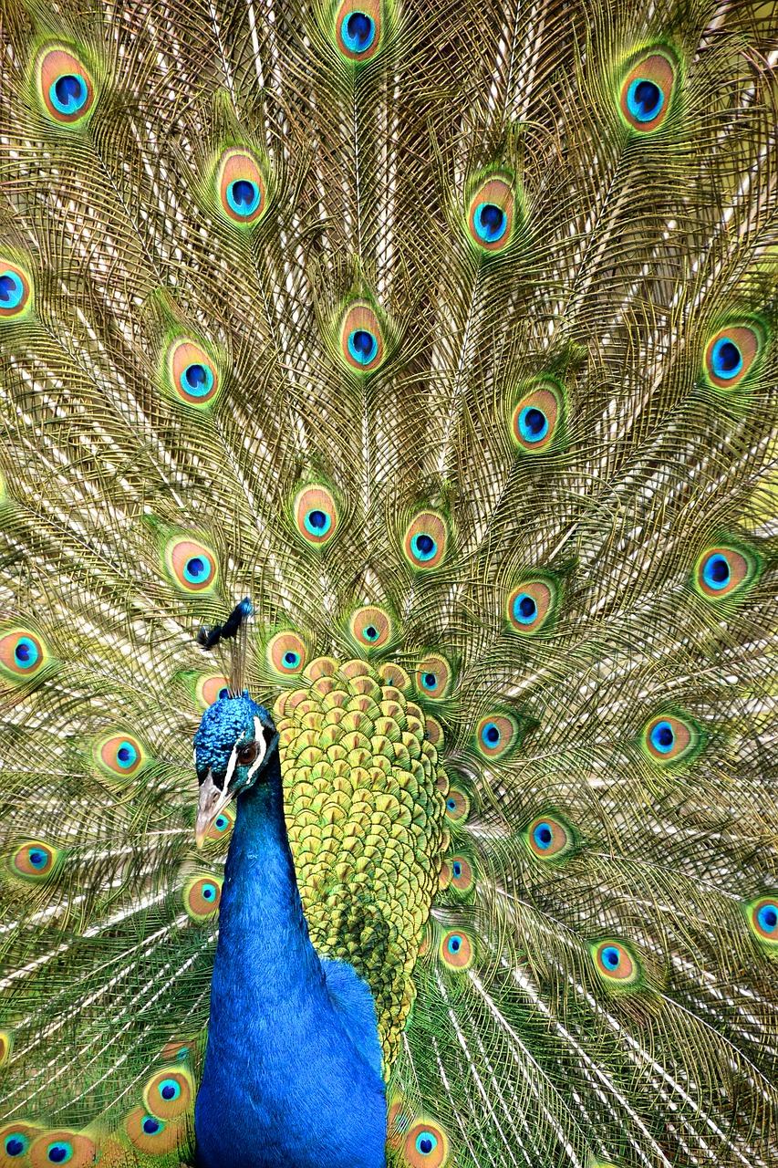 Image - peacock wheel zoo bird nature