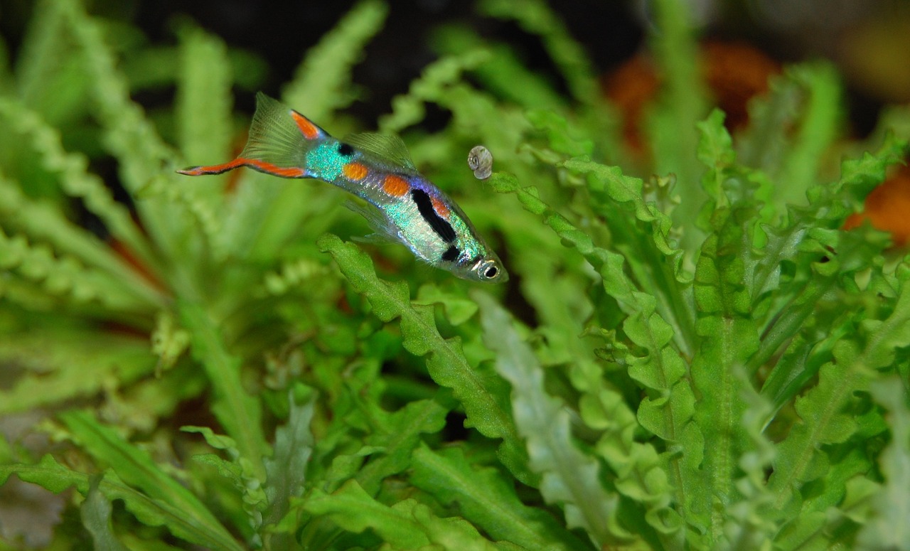 Image - guppy fish colorful color