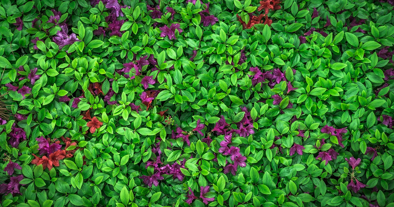 Image - leaf flowers nature garden plants