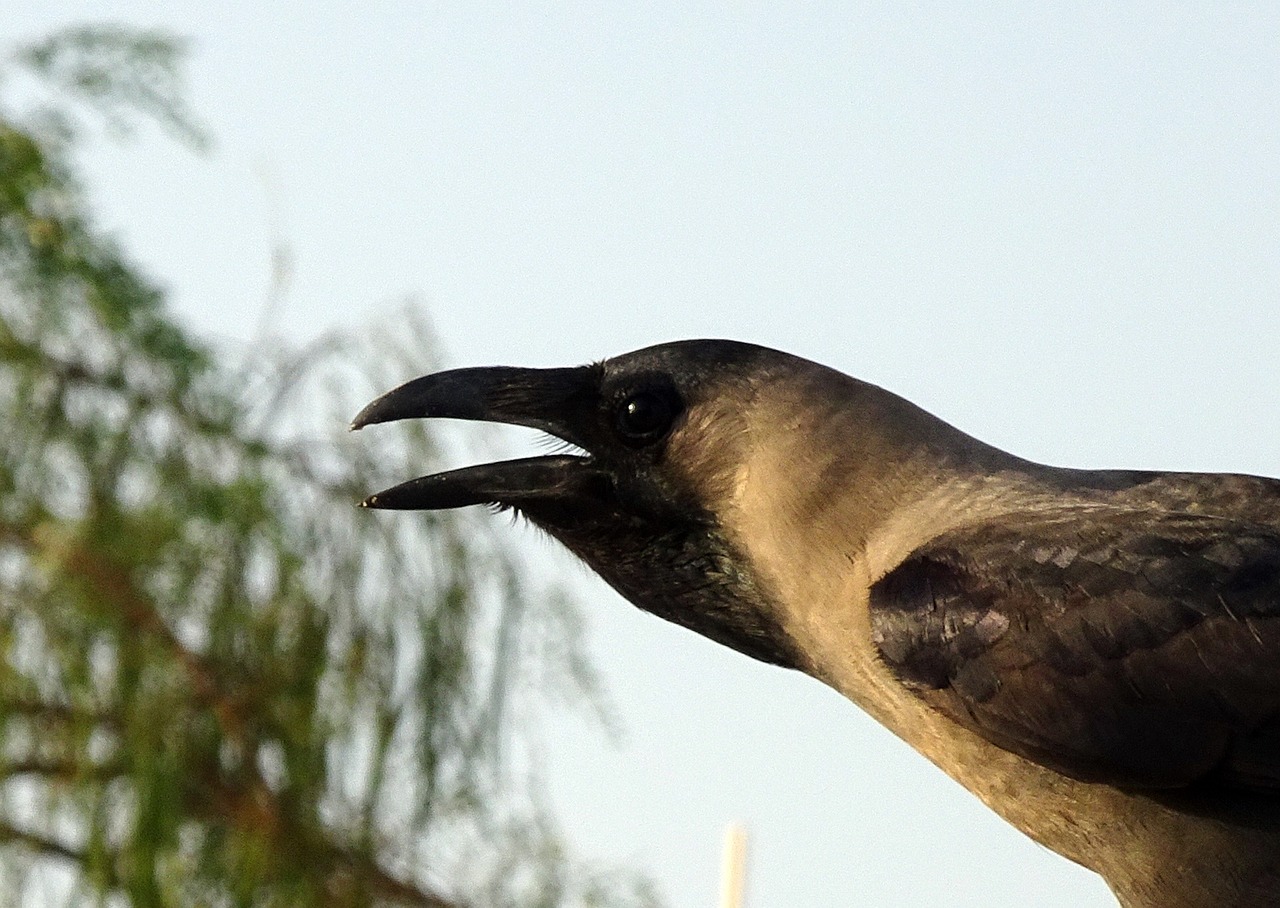 Image - bird crow house crow portrait