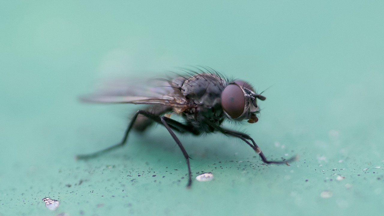 Image - fly macro insect nature close