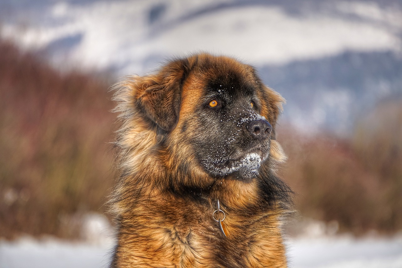 Image - leonberger dog winter portrait