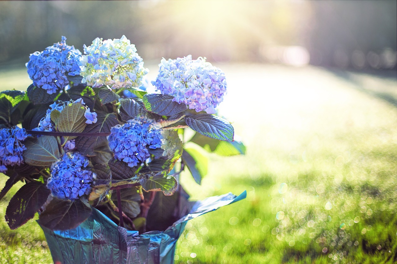 Image - hydrangea blue purple flowers pot