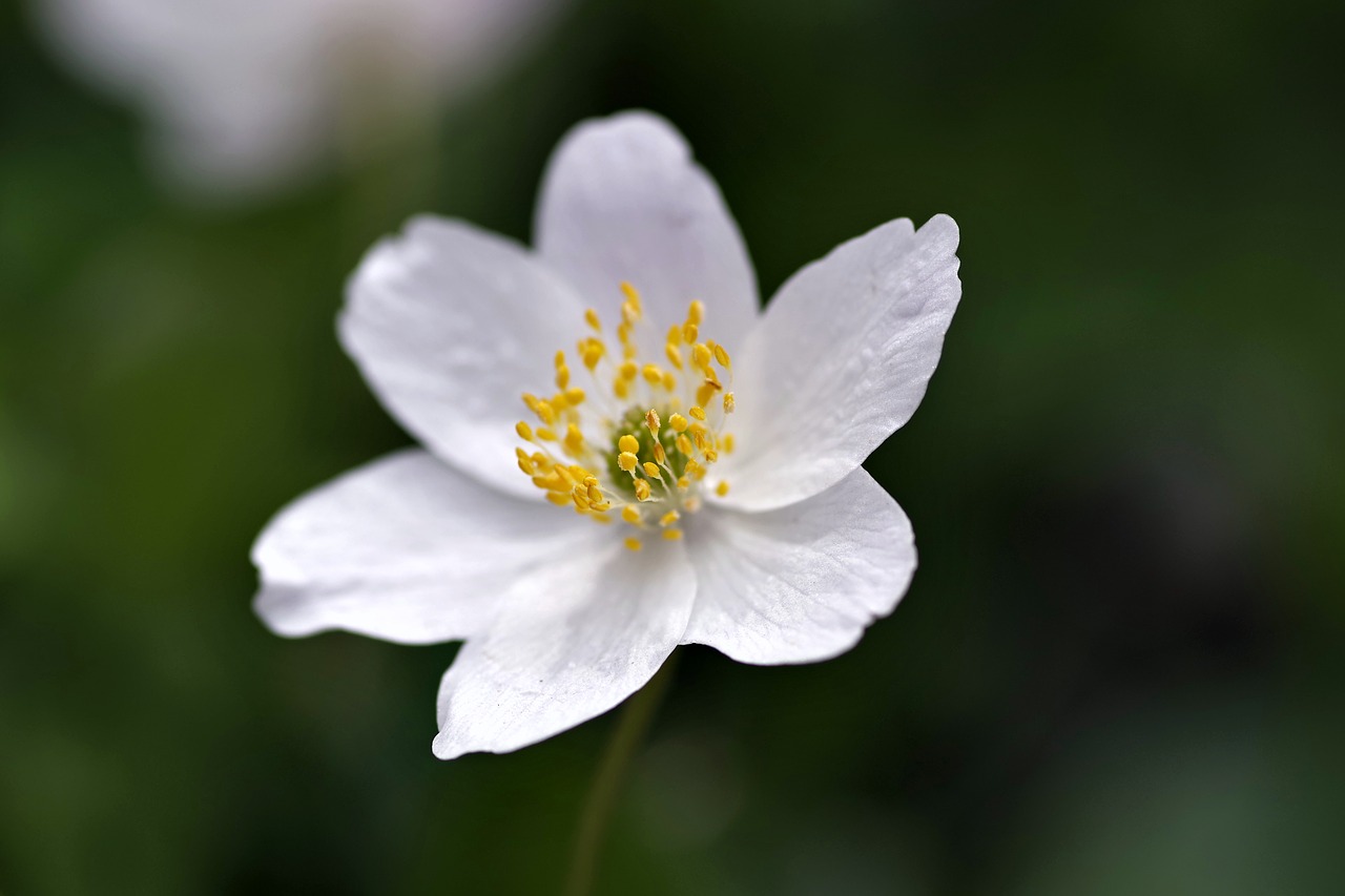 Image - white flower yellow stamens biel