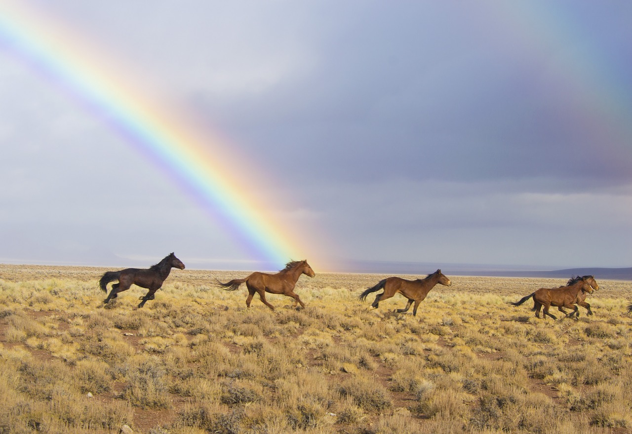 Image - wild horses rainbow released feral