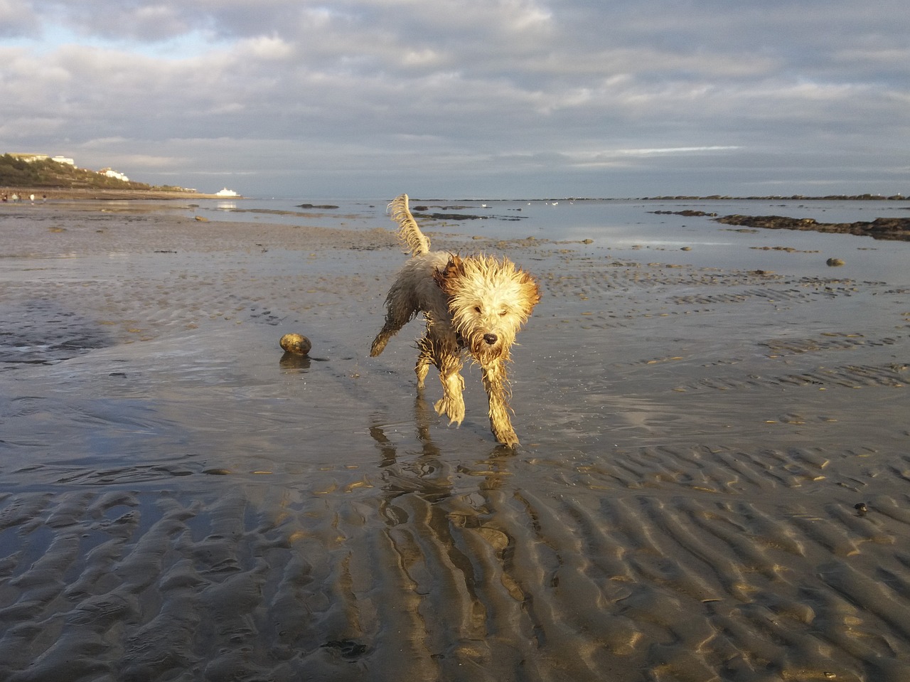 Image - beach dog water sea reflection