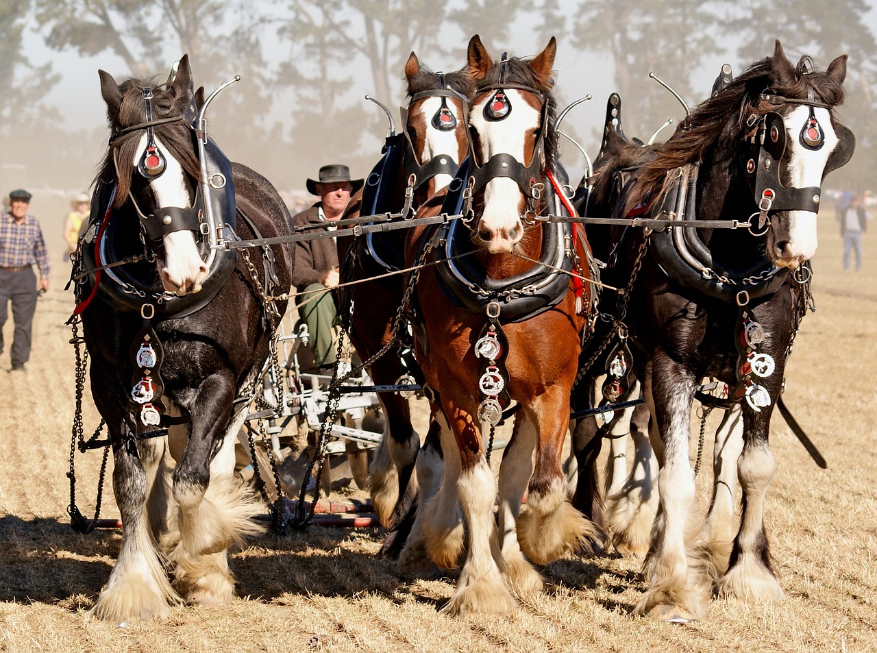 Image - horses ploughing field agriculture