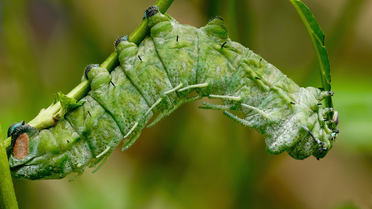 Image - caterpillar atlas moth caterpillar