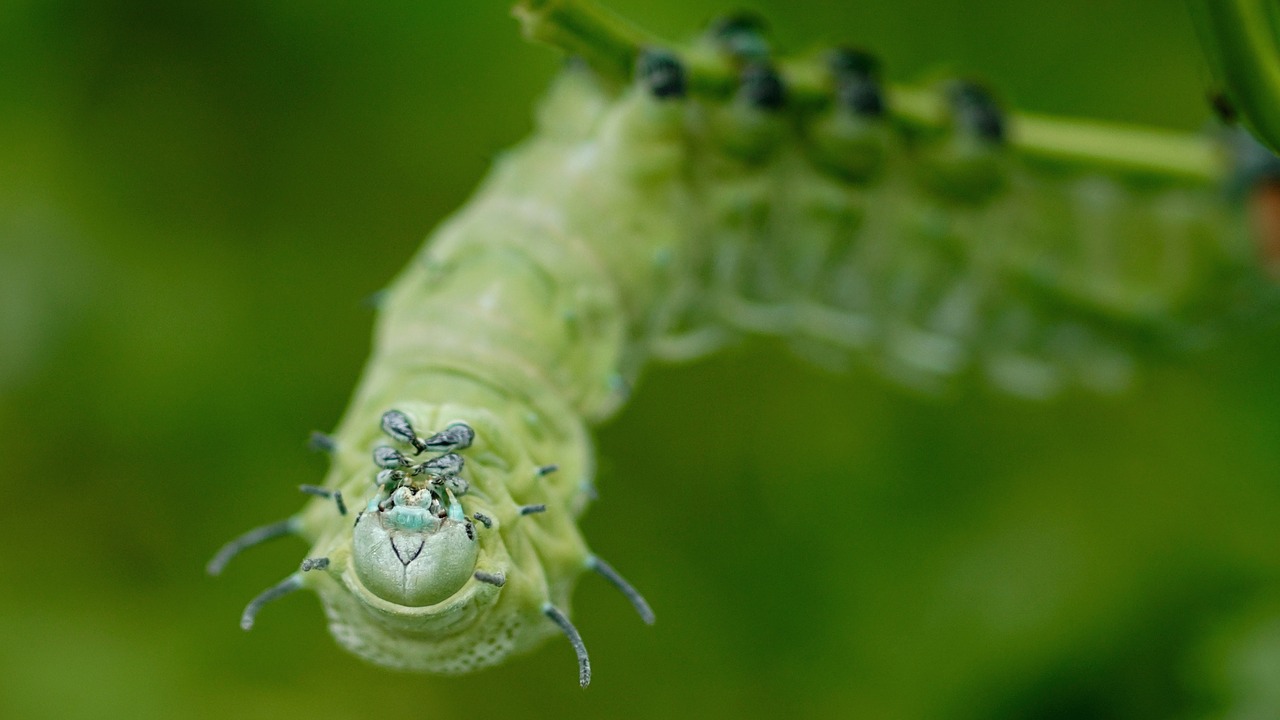 Image - caterpillar atlas moth caterpillar